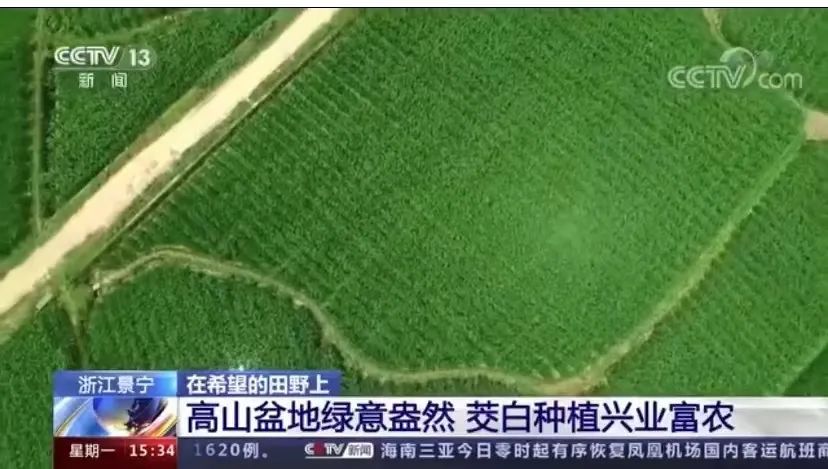 央视报道茭白丰收，点赞大漈茭白—肉质脆嫩，口味鲜甜！   